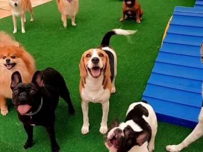 Cuidador de Cachorro