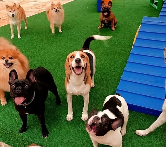 Cuidador de Cachorro